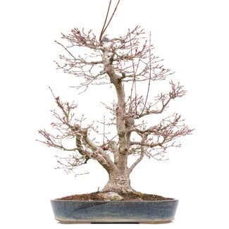 Acer palmatum, 55 cm, ± 35 years old