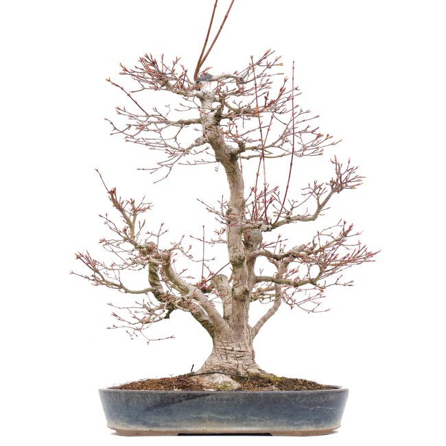 Acer palmatum, 55 cm, ± 35 Jahre alt, mit einem Nebari von 15 cm
