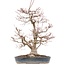 Acer palmatum, 55 cm, ± 35 anni, con un nebari di 15 cm