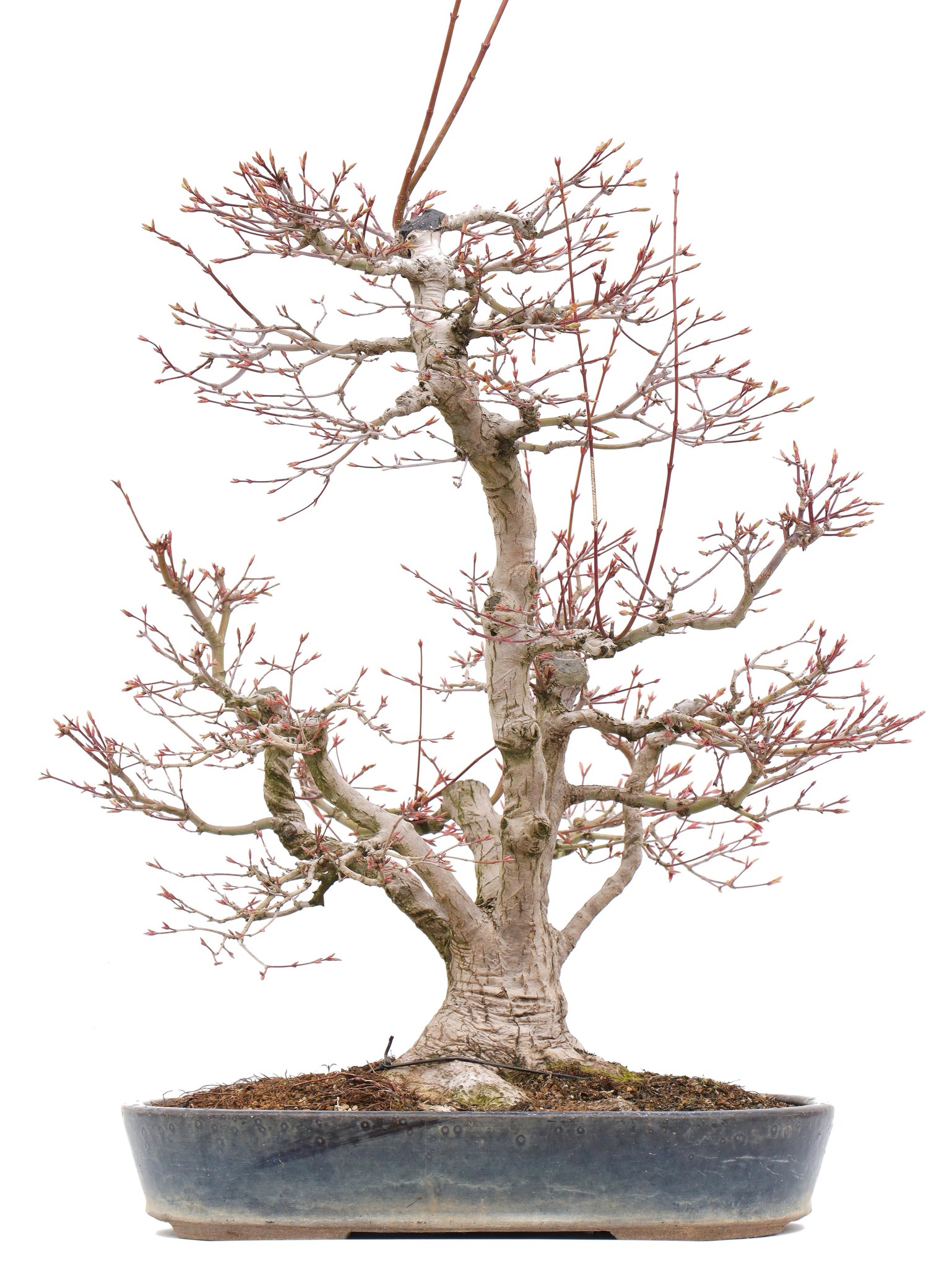 Acer Palmatum 55 Cm 35 Years Old With A Nebari Of 15 Cm Bonsai Plaza