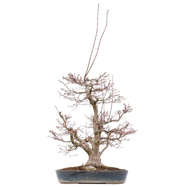 Acer palmatum, 55 cm, ± 35 ans, avec un nébari de 15 cm
