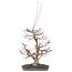 Acer palmatum, 55 cm, ± 35 años, con un nebari de 15 cm