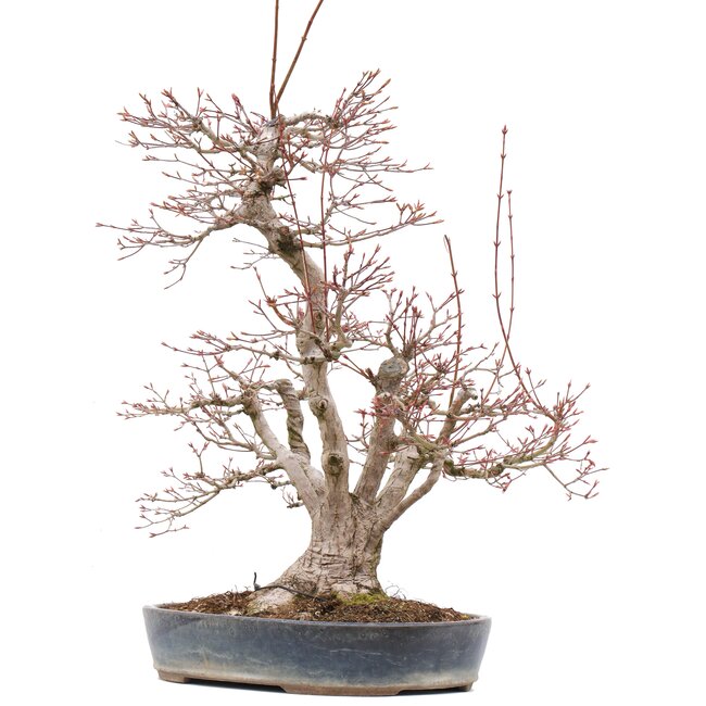 Acer palmatum, 55 cm, ± 35 Jahre alt, mit einem Nebari von 15 cm