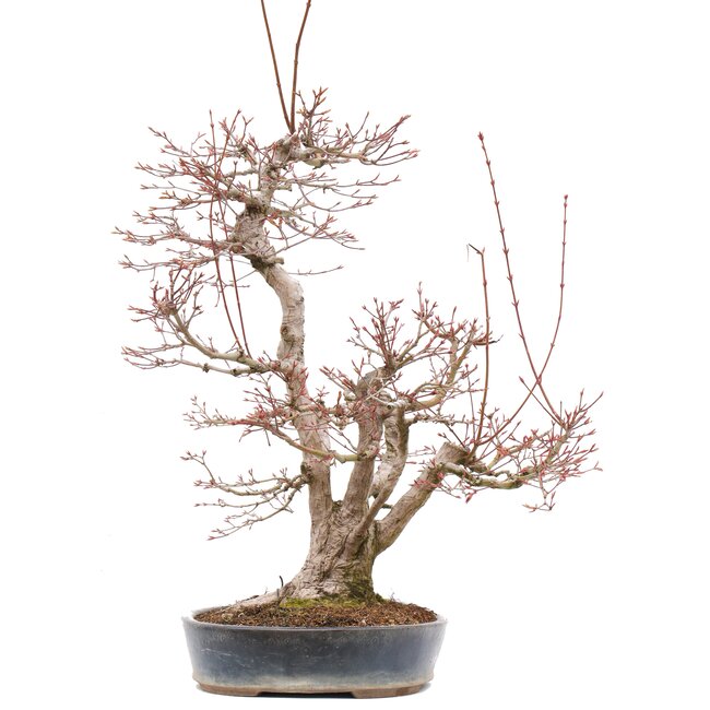 Acer palmatum, 55 cm, ± 35 ans, avec un nébari de 15 cm