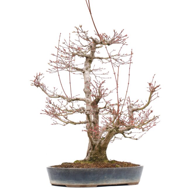 Acer palmatum, 55 cm, ± 35 ans, avec un nébari de 15 cm