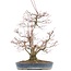 Acer palmatum, 55 cm, ± 35 años, con un nebari de 15 cm