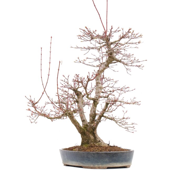 Acer palmatum, 55 cm, ± 35 ans, avec un nébari de 15 cm