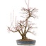 Acer palmatum, 55 cm, ± 35 years old, with a nebari of 15 cm