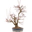 Acer palmatum, 55 cm, ± 35 años, con un nebari de 15 cm