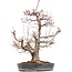 Acer palmatum, 55 cm, ± 35 jaar oud, met een nebari van 15 cm