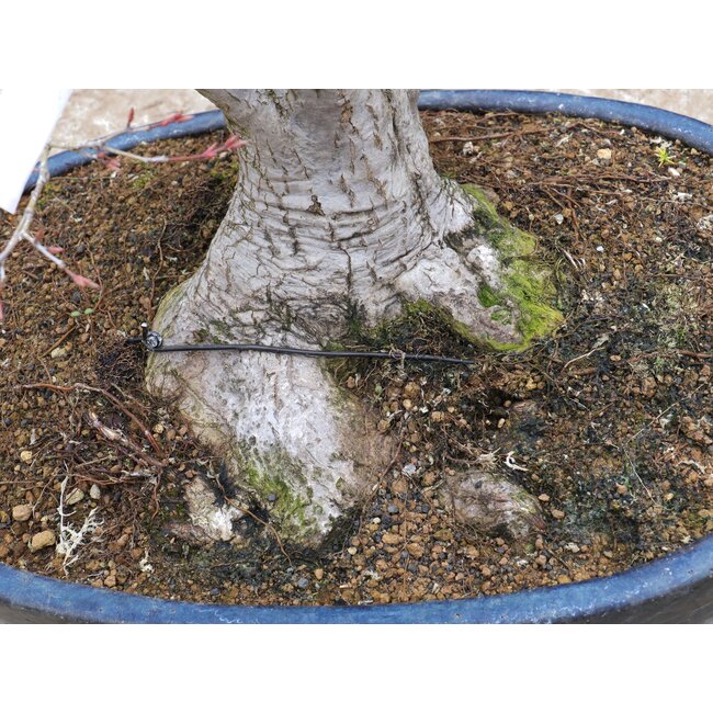 Acer palmatum, 55 cm, ± 35 Jahre alt, mit einem Nebari von 15 cm