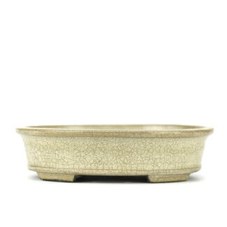  Satomi Mazan, Mazan Terahata Vaso bonsai beige ovale da 140 mm di Terahata Satomi Mazan, Tokoname, Giappone