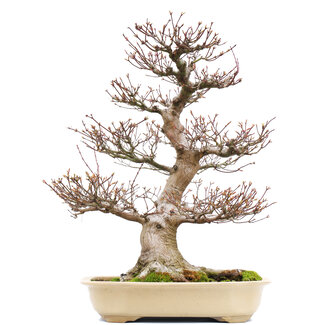 Acer palmatum, 65,5 cm, ± 40 jaar oud