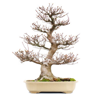 Acer palmatum, 65,5 cm, ± 40 years old
