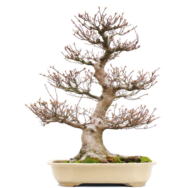 Acer palmatum, 65,5 cm, ± 40 years old, with a nebari of 21 cm