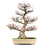 Acer palmatum, 65,5 cm, ± 40 jaar oud, met een nebari van 21 cm