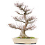 Acer palmatum, 65,5 cm, ± 40 jaar oud, met een nebari van 21 cm