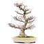Acer palmatum, 65,5 cm, ± 40 years old, with a nebari of 21 cm