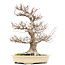 Acer palmatum, 65,5 cm, ± 40 Jahre alt, mit einem Nebari von 21 cm