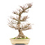 Acer palmatum, 65,5 cm, ± 40 anni, con un nebari di 21 cm