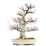 Acer palmatum, 65,5 cm, ± 40 years old, with a nebari of 21 cm