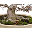 Acer palmatum, 65,5 cm, ± 40 anni, con un nebari di 21 cm