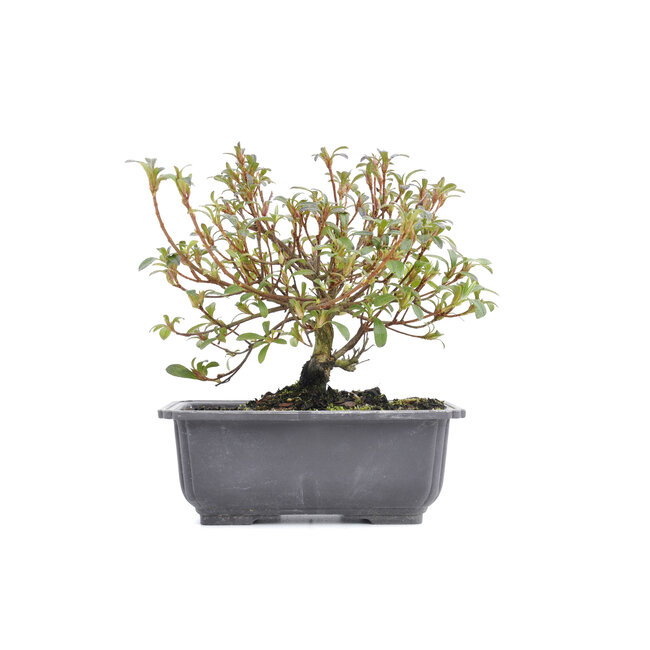 Rhododendron indicum, 16 cm, ± 6 años, con flores rosadas