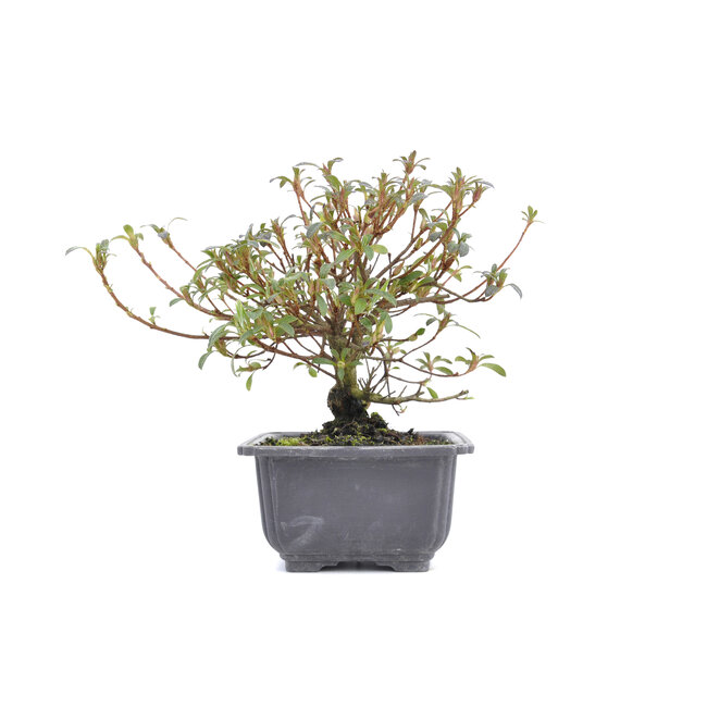 Rhododendron indicum, 16 cm, ± 6 Jahre alt, mit rosa Blüten