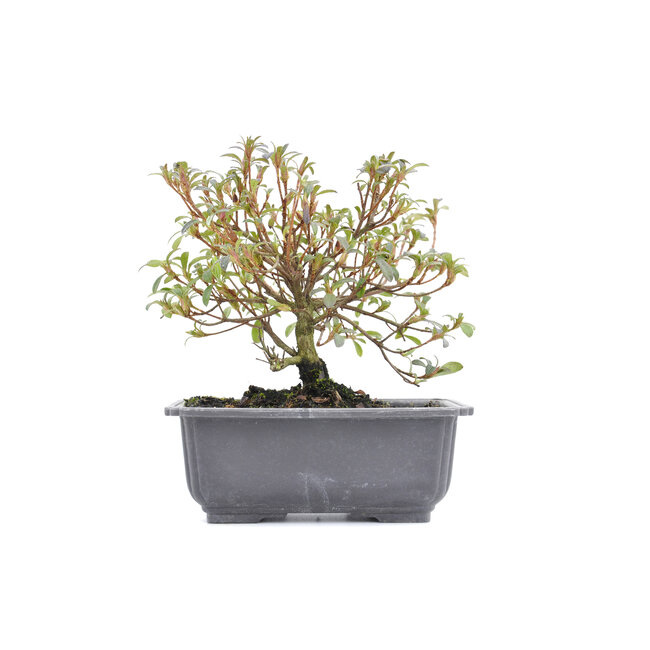 Rhododendron indicum, 16 cm, ± 6 Jahre alt, mit rosa Blüten