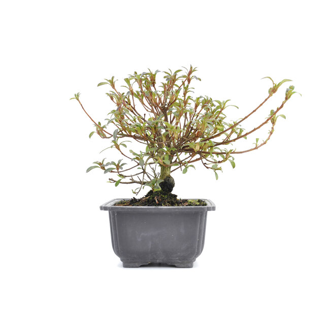 Rhododendron indicum, 16 cm, ± 6 jaar oud, met roze bloemen