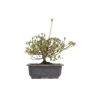 Rhododendron indicum, 22,5 cm, ± 6 Jahre alt