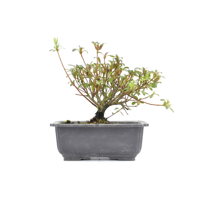 Rhododendron indicum, 16,5 cm, ± 6 años, con flores rosadas