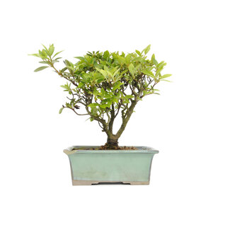 Rhododendron indicum, 19,5 cm, ± 6 Jahre alt