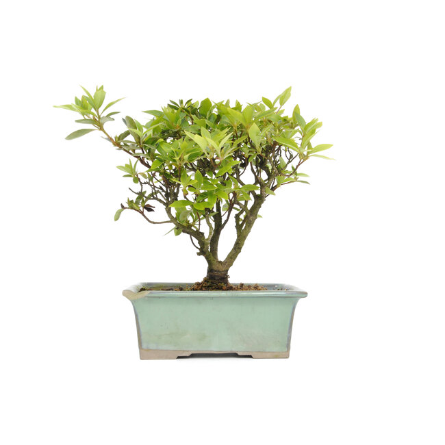 Rhododendron indicum, 19,5 cm, ± 6 years old, in a pot with a chipped corner