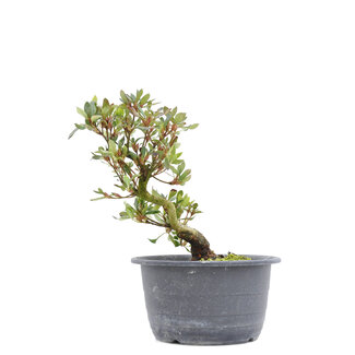 Rhododendron indicum, 24 cm, ± 6 años