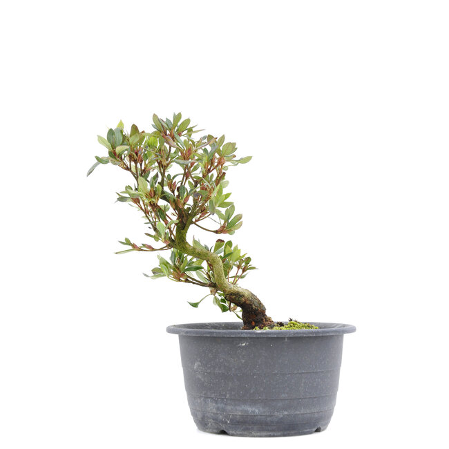 Rhododendron indicum, 24 cm, ± 6 Jahre alt