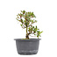 Rhododendron indicum, 24 cm, ± 6 years old