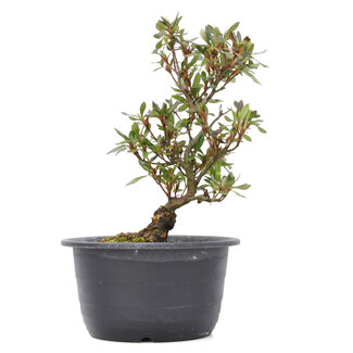 Rhododendron indicum, 26,5 cm, ± 6 Jahre alt