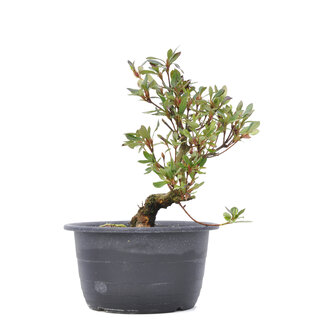 Rhododendron indicum, 24,5 cm, ± 6 Jahre alt