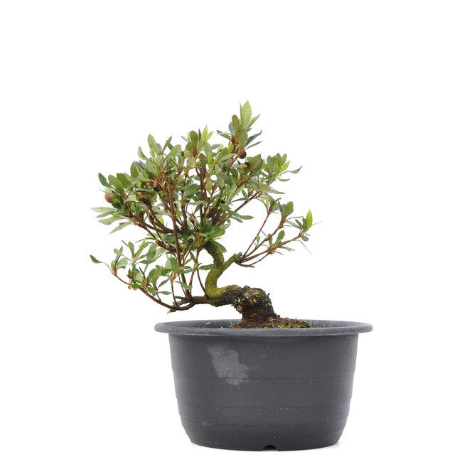 Rhododendron indicum, 22,5 cm, ± 6 Jahre alt