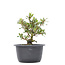 Rhododendron indicum, 22,5 cm, ± 6 Jahre alt