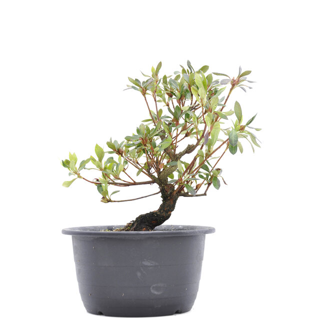 Rhododendron indicum, 24,5 cm, ± 6 Jahre alt