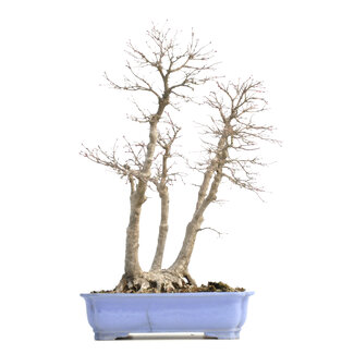 Acer palmatum, 53,5 cm, ± 30 anni