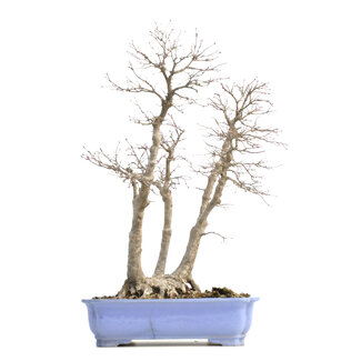 Acer palmatum, 53,5 cm, ± 30 jaar oud