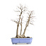 Acer palmatum, 53,5 cm, ± 30 años, con un nebar de 20 cm