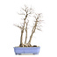 Acer palmatum, 53,5 cm, ± 30 years old, with a nebar of 20 cm