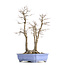 Acer palmatum, 53,5 cm, ± 30 años, con un nebar de 20 cm