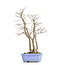 Acer palmatum, 53,5 cm, ± 30 años, con un nebar de 20 cm