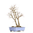 Acer palmatum, 53,5 cm, ± 30 jaar oud, met een nevel van 20 cm