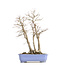 Acer palmatum, 53,5 cm, ± 30 años, con un nebar de 20 cm